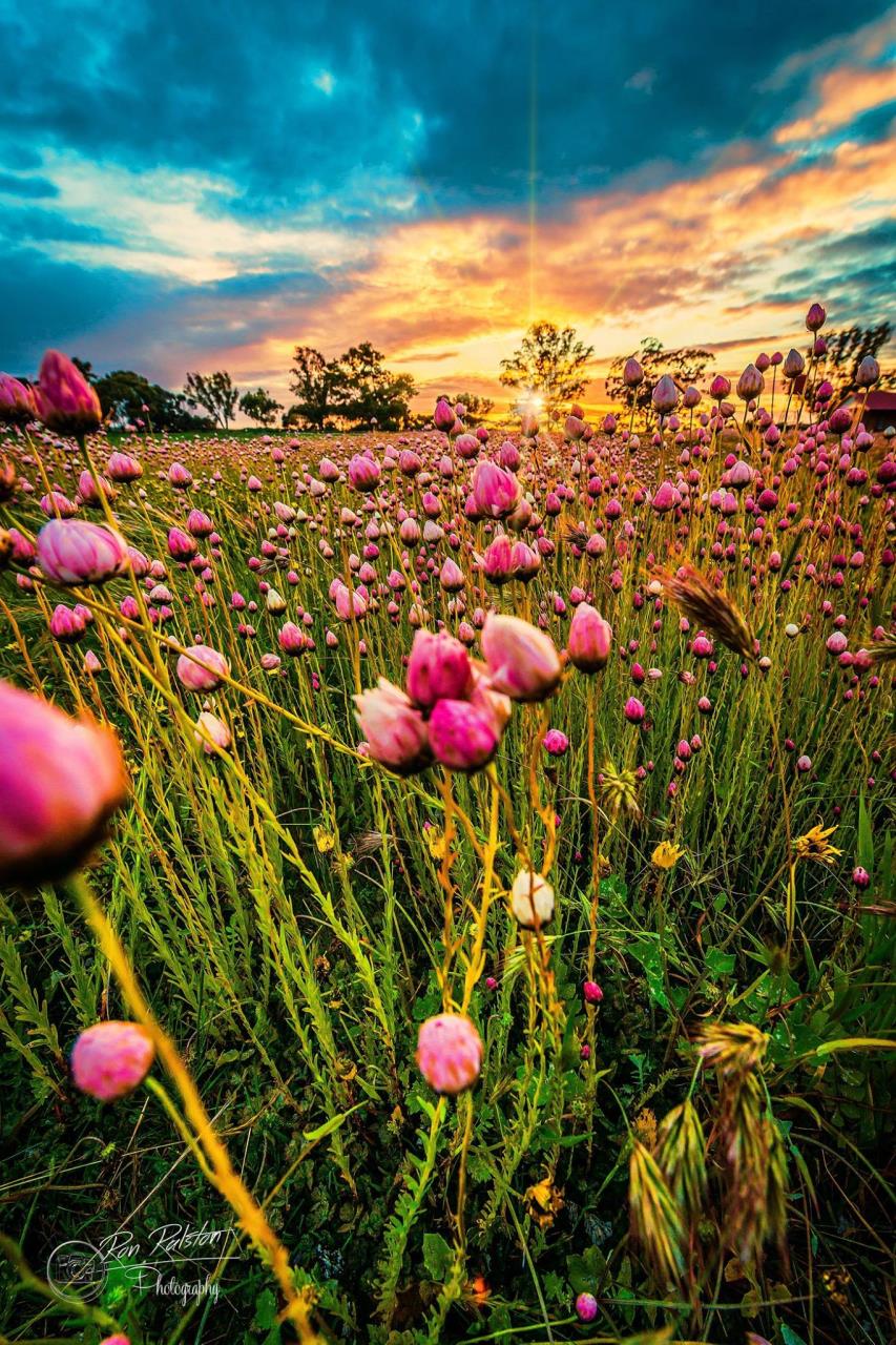 Wildflowers Image