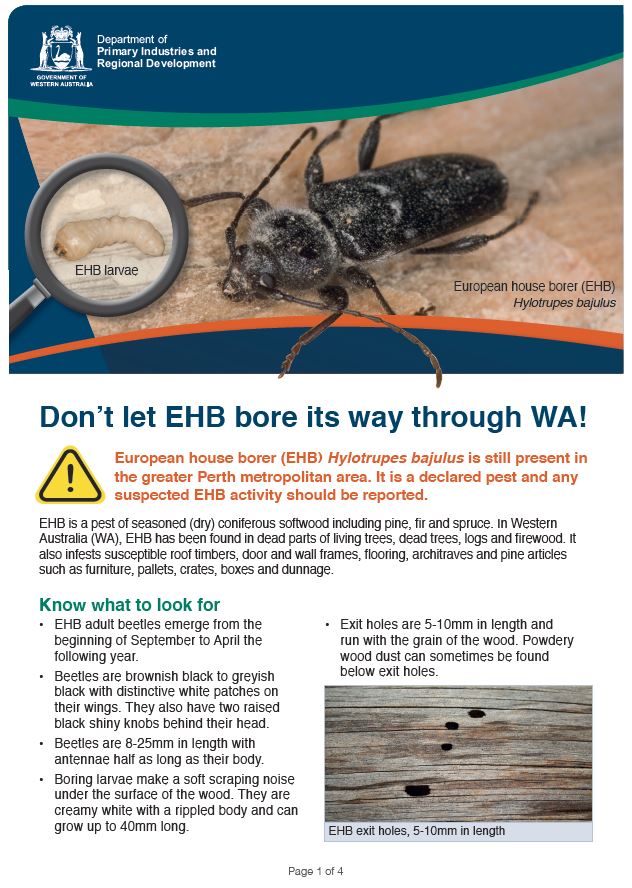 European house borer (EHB)